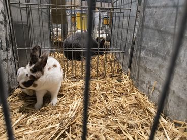 XX Ogólnopolska Wystawa Królików Rasowych w Wieluniu za nami